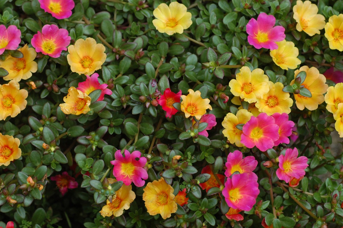 PORTULACA