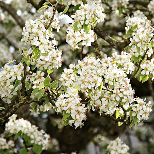 POIRIER A FLEUR — free download